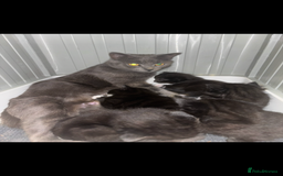 British Longhair cats for sale: 5 beautiful domestic long haired kittens - Image 8