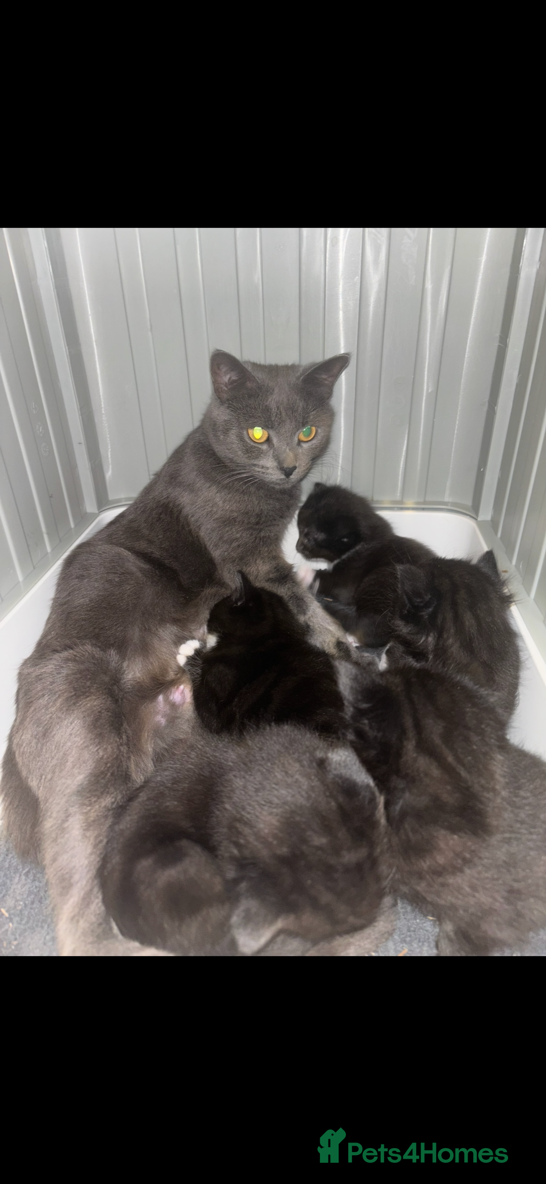 British Longhair cats for sale: 5 beautiful domestic long haired kittens - Image 8