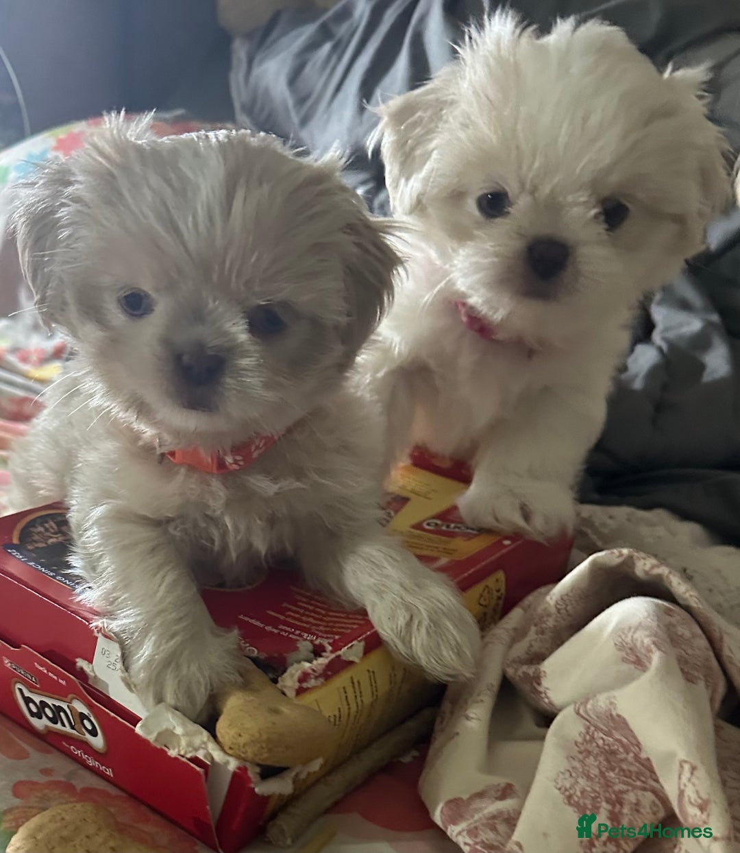 Shih Tzu dogs for sale: Lavender White Imperial Shih Tzu Puppies - Image 19