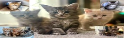 Maine Coon cats for sale: A litter of 7 Beautiful Maine coon kittens - Advert 25