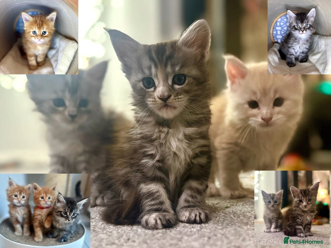 Maine Coon cats for sale: A litter of 7 Beautiful Maine coon kittens - Advert 25