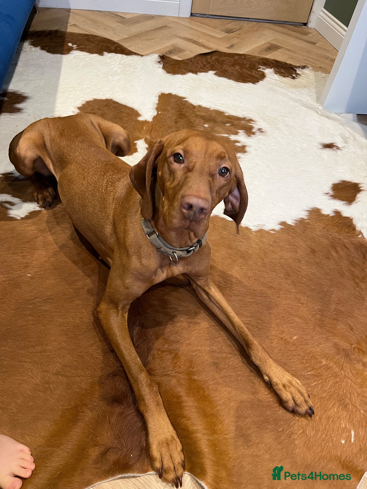 Hungarian Vizsla dogs Beautiful KC Registered Hungarian Vizsla puppies  - Advert 1