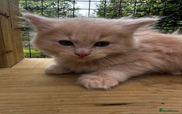 Ragcoon cats for sale: Ragdol x Main Coon  - Image 14