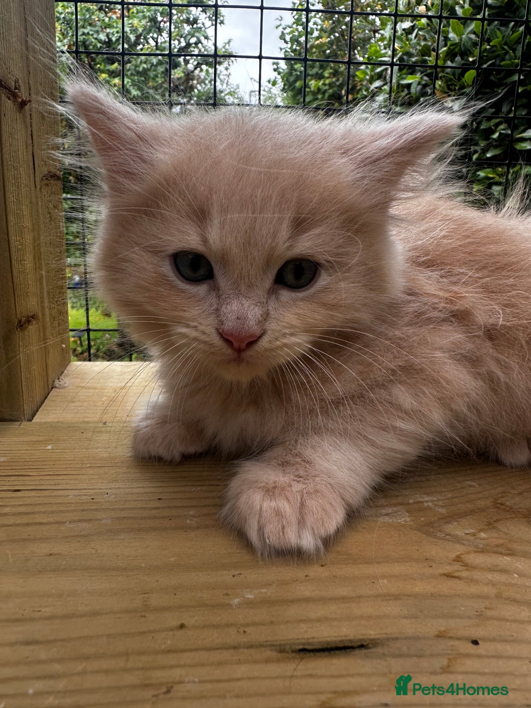 Ragcoon cats for sale: Ragdol x Main Coon  - Image 14