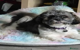 Shih Tzu dogs for sale: Shih tzu puppies - Image 4