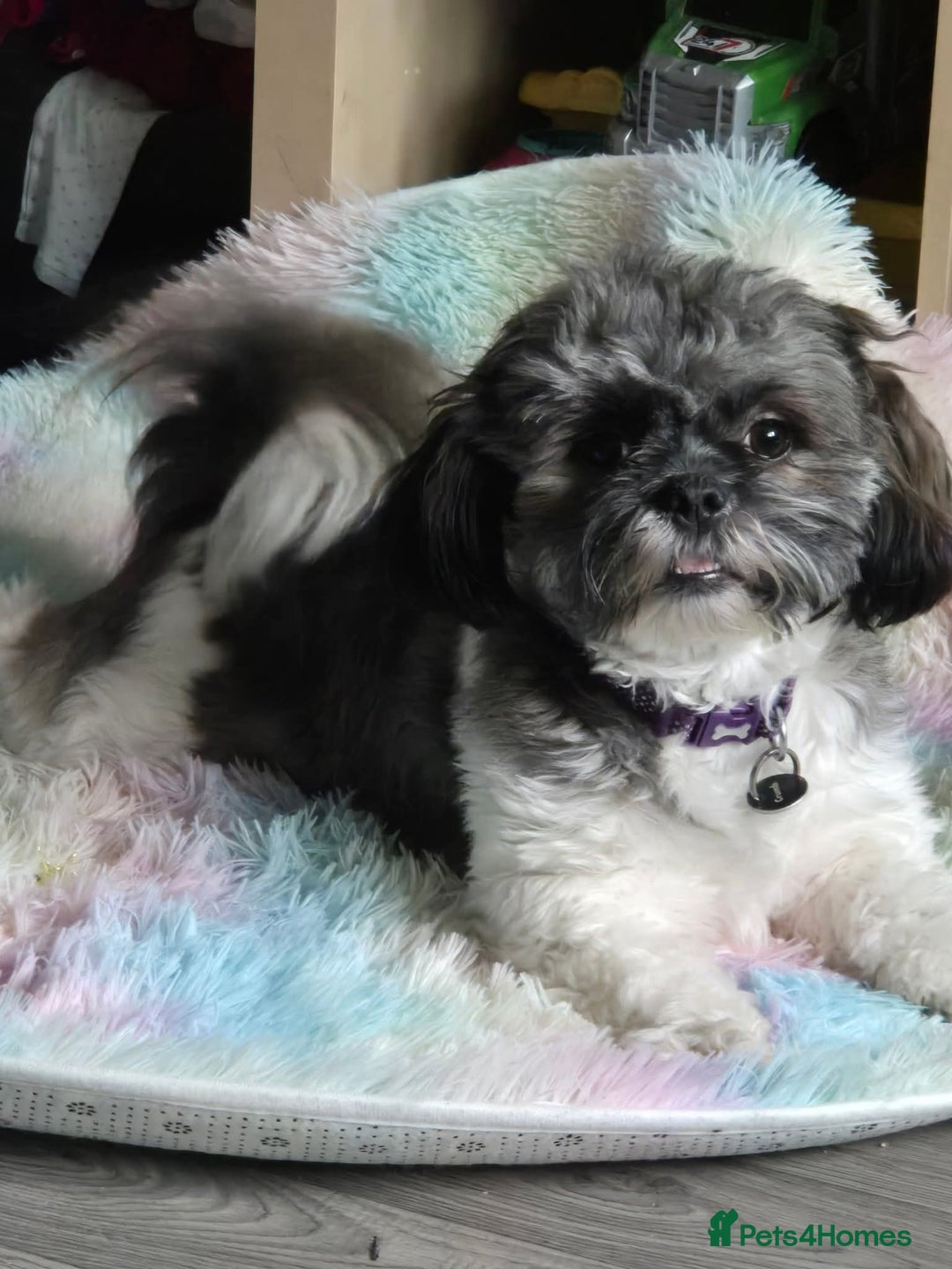 Shih Tzu dogs for sale: Shih tzu puppies - Image 4