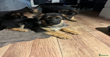 German Shepherd dogs - Advert 3