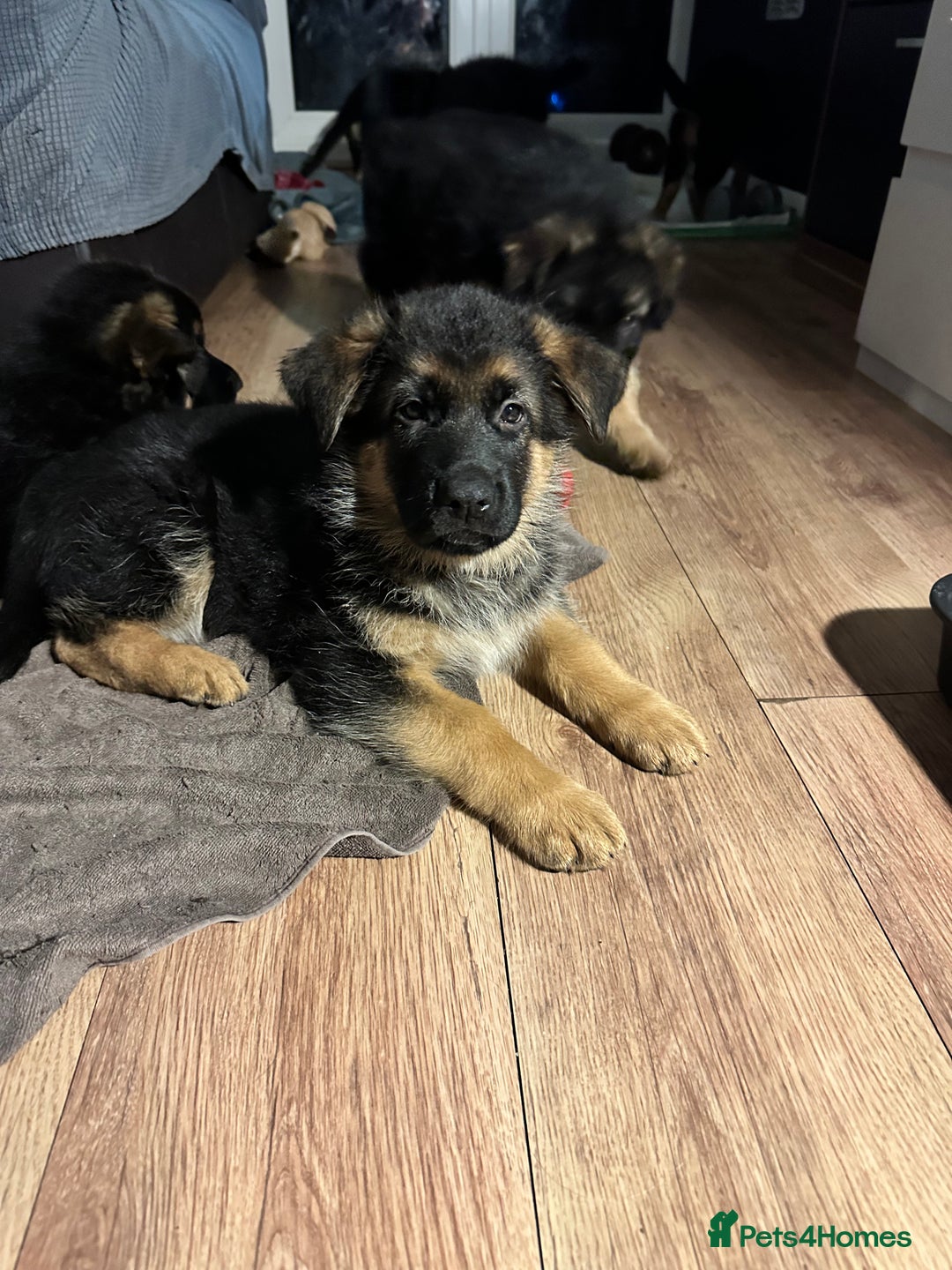 German Shepherd dogs for sale: KC show line German Shepherd puppies - Image 2