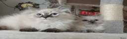 Siberian cats for sale: Beautiful Siberian kittens  in Wigan - Advert 7