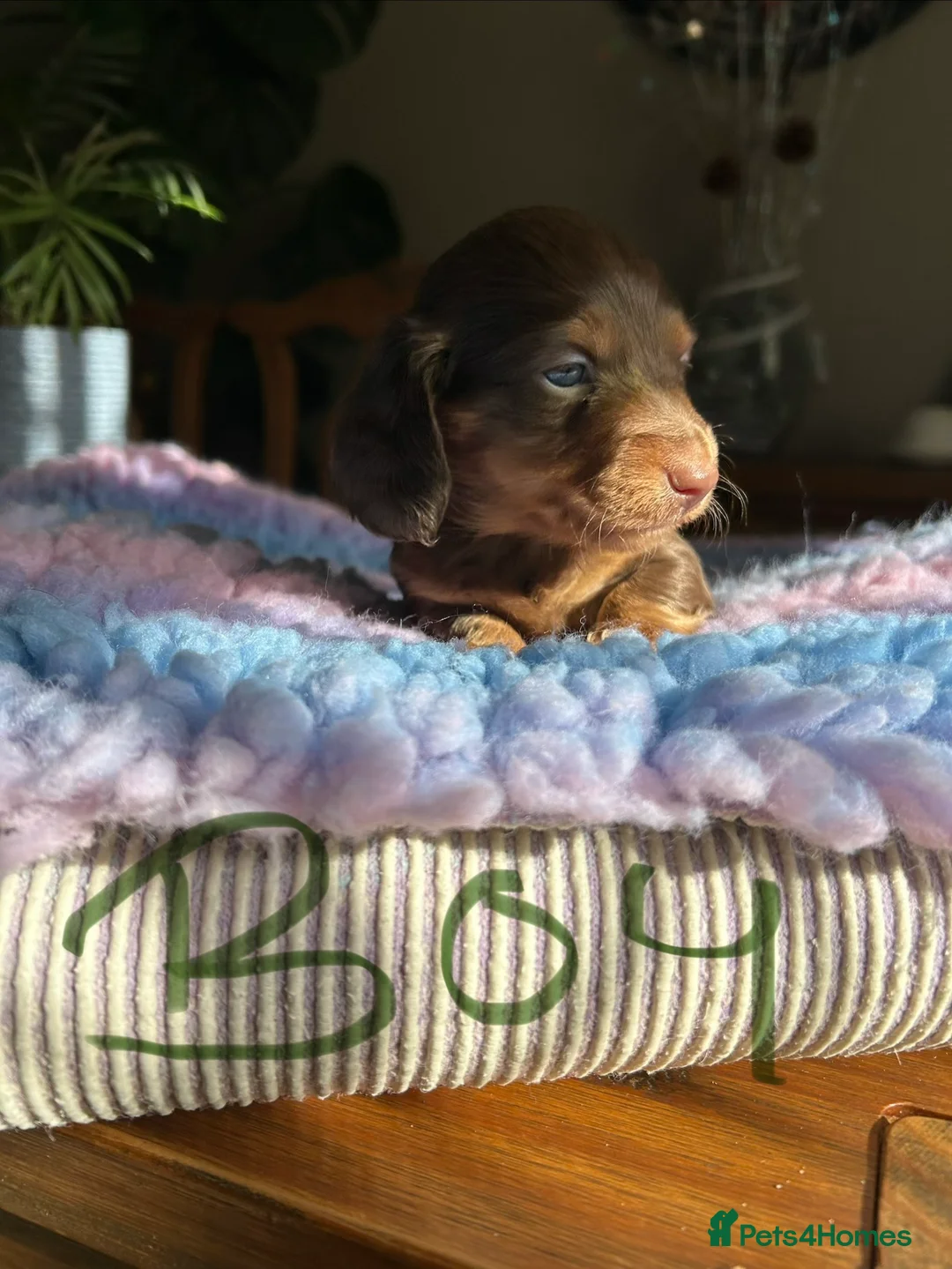 Miniature Dachshund dogs for sale: Miniature long haired dachshund  - Advert 14