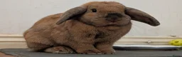 Dwarf Lop rabbits for sale: Male and female bonded rabbits - Advert 3