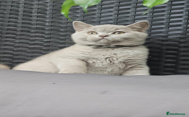 British Shorthair cats - Advert 4