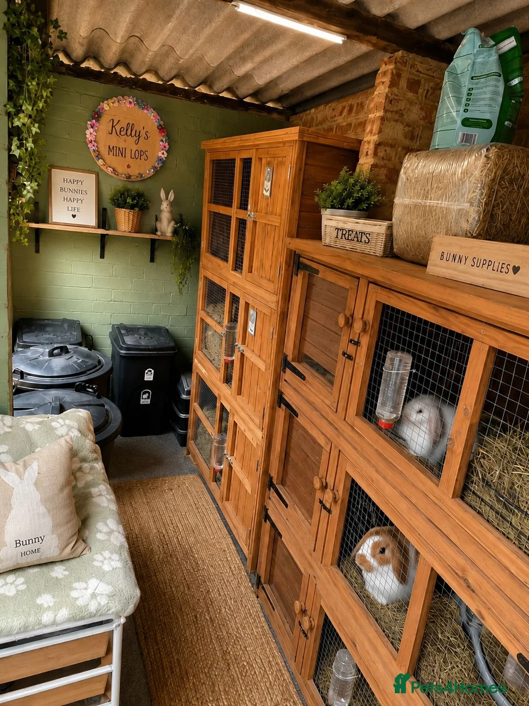 Mini Lop rabbits for sale: Purebred Mini Lops 🐰  - Advert 9
