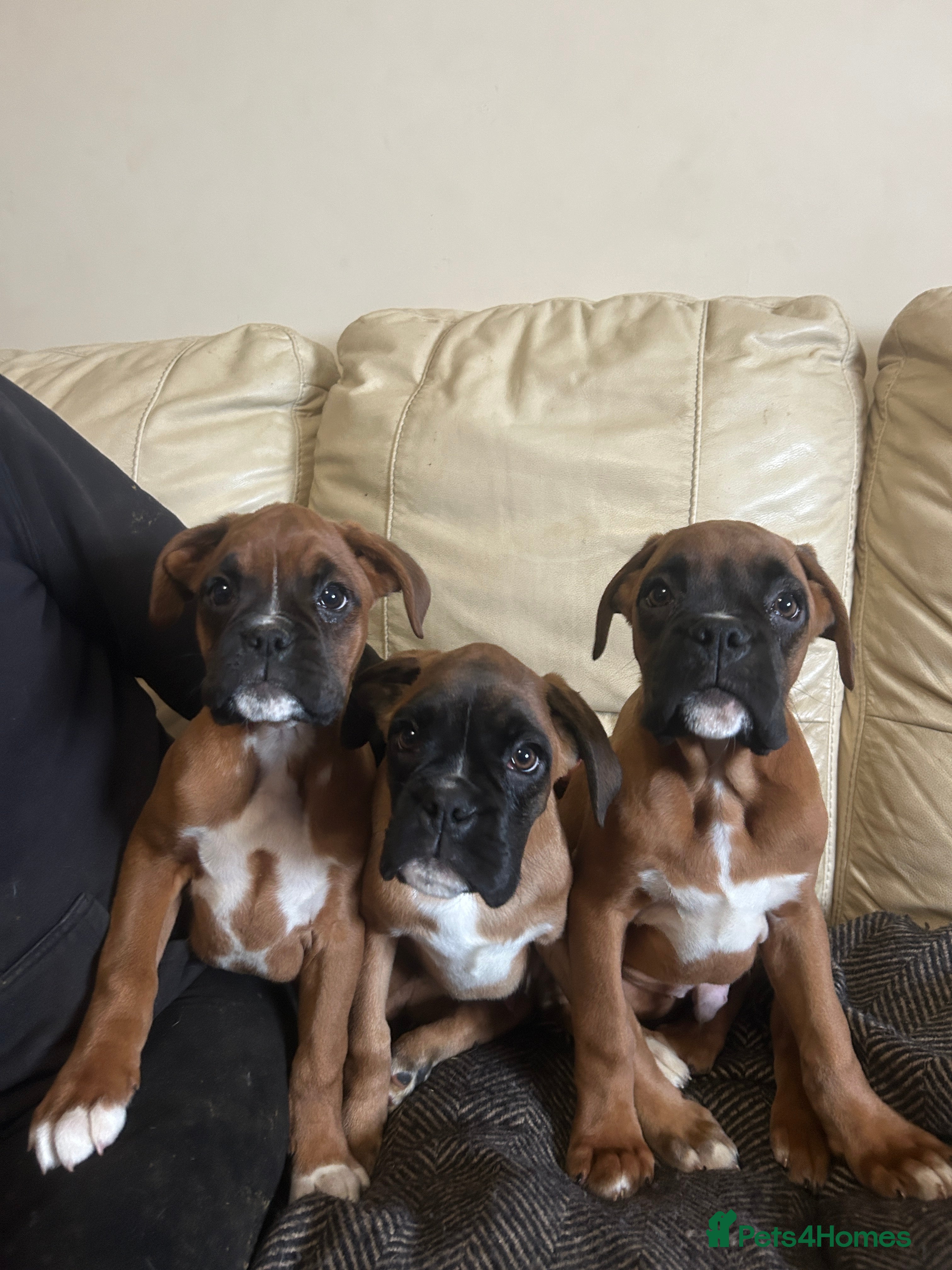 Boxer dogs KC Registered Boxer Puppies - Advert 12