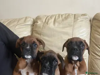 Boxer dogs KC Registered Boxer Puppies - Advert 12