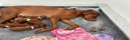Hungarian Vizsla dogs for sale: Hungarian Vizsla Puppies in Bridgend - Advert 15