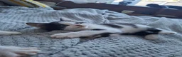 Mixed Breed cats for sale: Playful & Loving Kittens Ready Now  - Advert 8