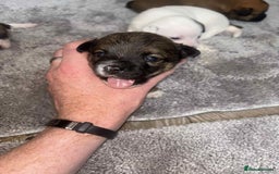 Mixed Breed dogs for sale: Chihuahua and Jack Russell mix puppies - Image 1