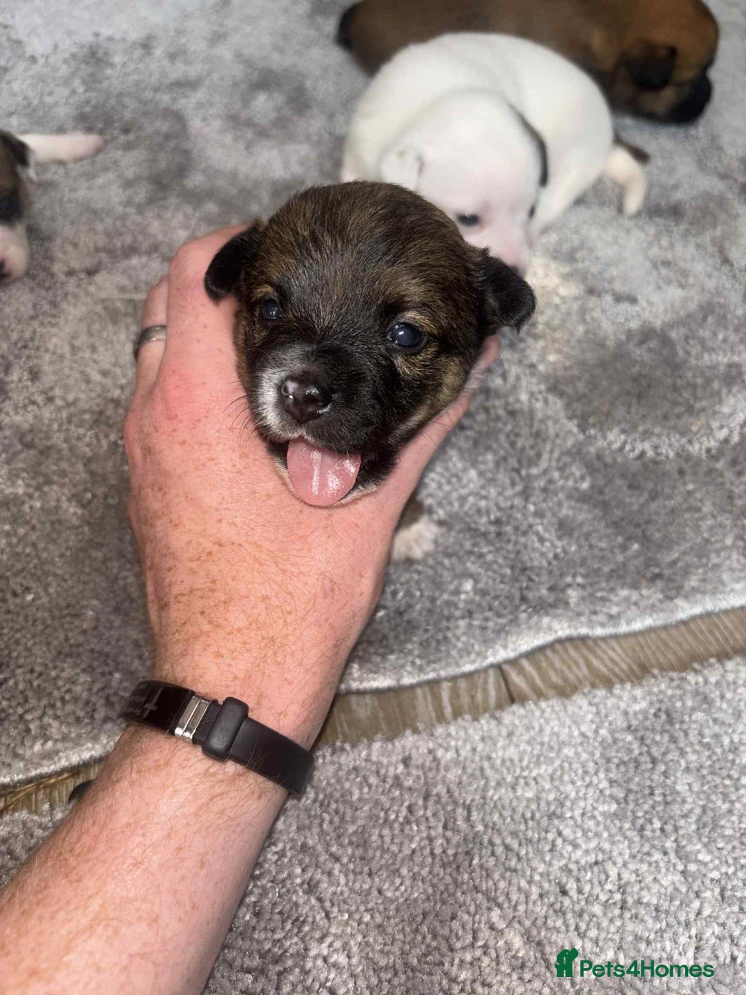 Mixed Breed dogs for sale: Chihuahua and Jack Russell mix puppies - Image 1