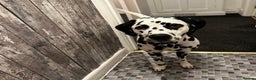 Dalmatian dogs for sale: 🐾 Beautiful Dalmatian Puppies 🐶  - Advert 12