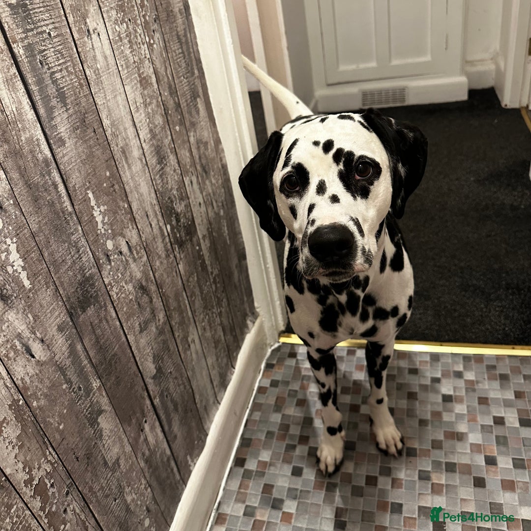 Dalmatian dogs for sale: 🐾 Beautiful Dalmatian Puppies 🐶  - Advert 12