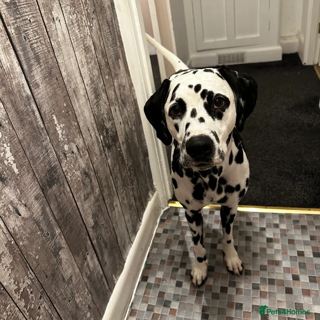 Dalmatian dogs for sale: 🐾Our Last Boy looking for forever home 🐶 💙 - Advert 12