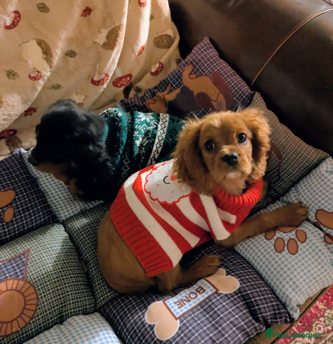 Cavalier King Charles Spaniel dogs for sale: Ruby boy available - fully vaccinated - Advert 6