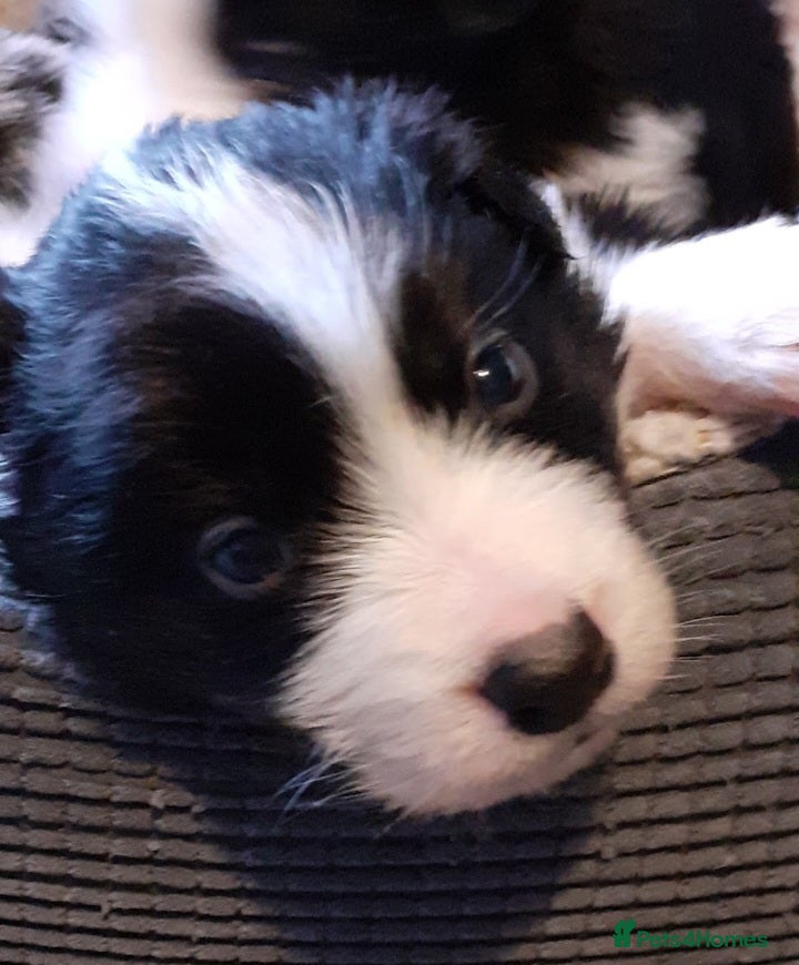 Border Collie dogs Beautiful long coated Border collie pups - Advert 2