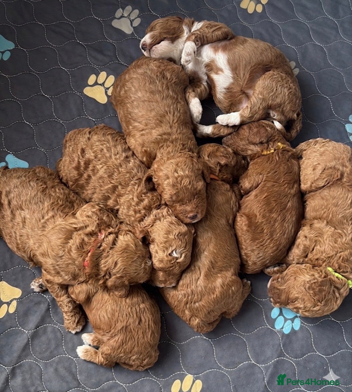 Goldendoodle dogs Beautiful double doodle puppies.  - Advert 6