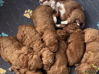 Goldendoodle dogs Beautiful double doodle puppies. - Advert 6