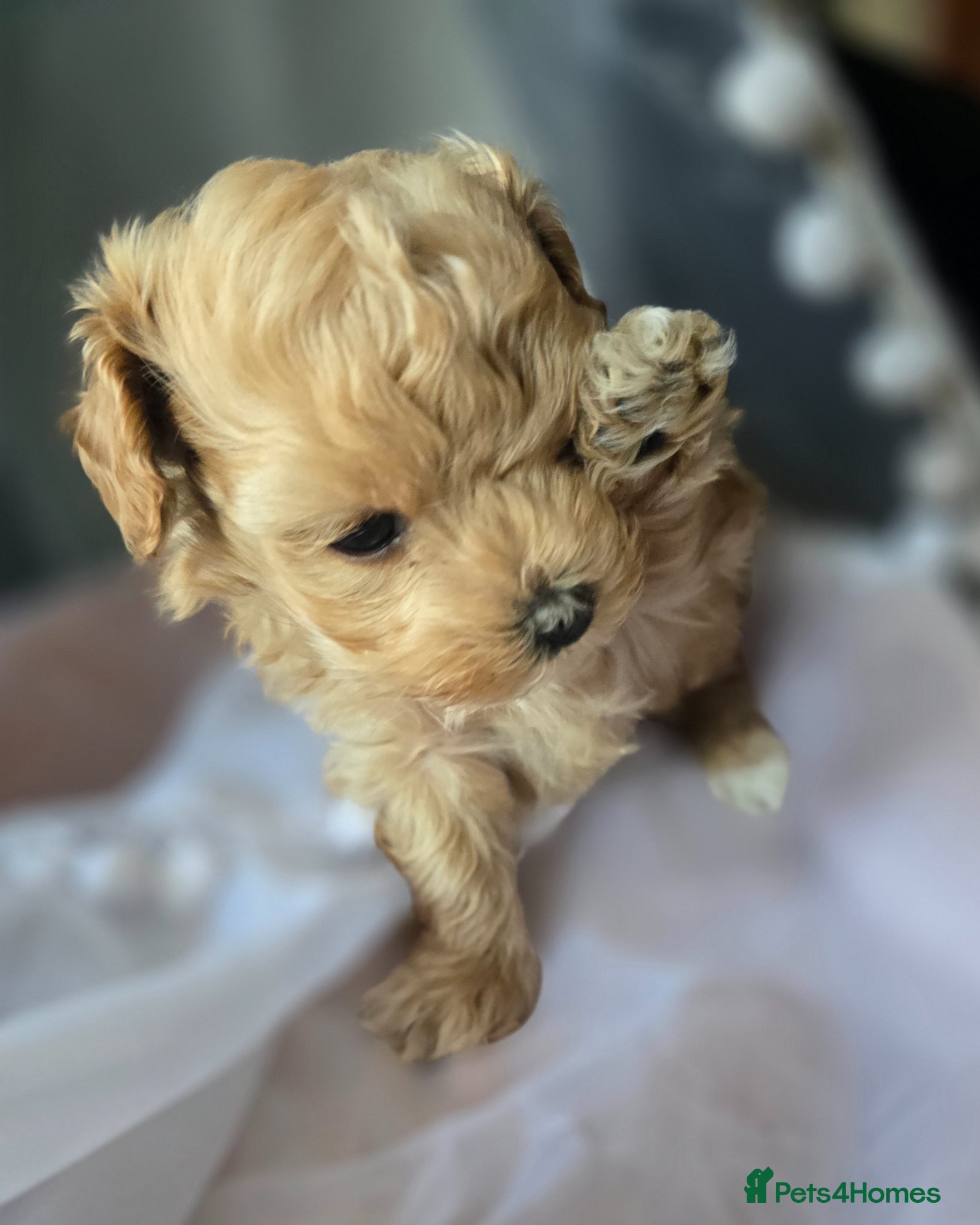 Maltipoo dogs Beautiful F1 maltipoo looking forever home ❤️🐶 - Advert 5