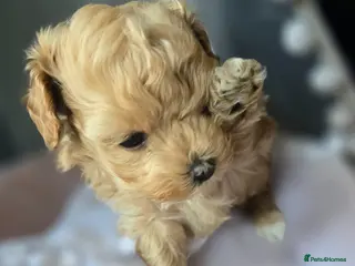 Maltipoo dogs Beautiful F1 maltipoo looking forever home ❤️🐶 - Advert 5