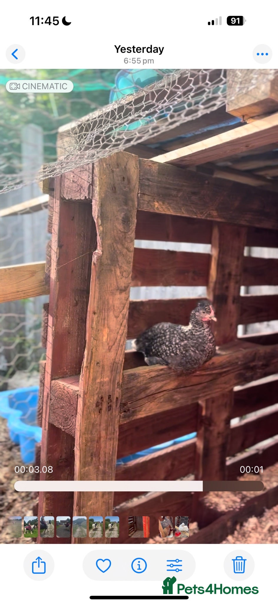 Chickens poultry Cuckoo maran rooster,Lucky - Advert 4