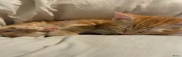 Mixed Breed cats for sale: Ginger kitten up for adoption  - Advert 3
