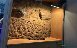 Mixed Breed invertebrates for sale: Spur thigh tortoise + table, lamps and food - Image 4