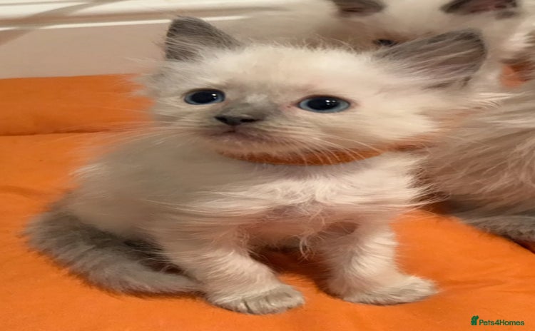 Ragdoll cats - Advert 7
