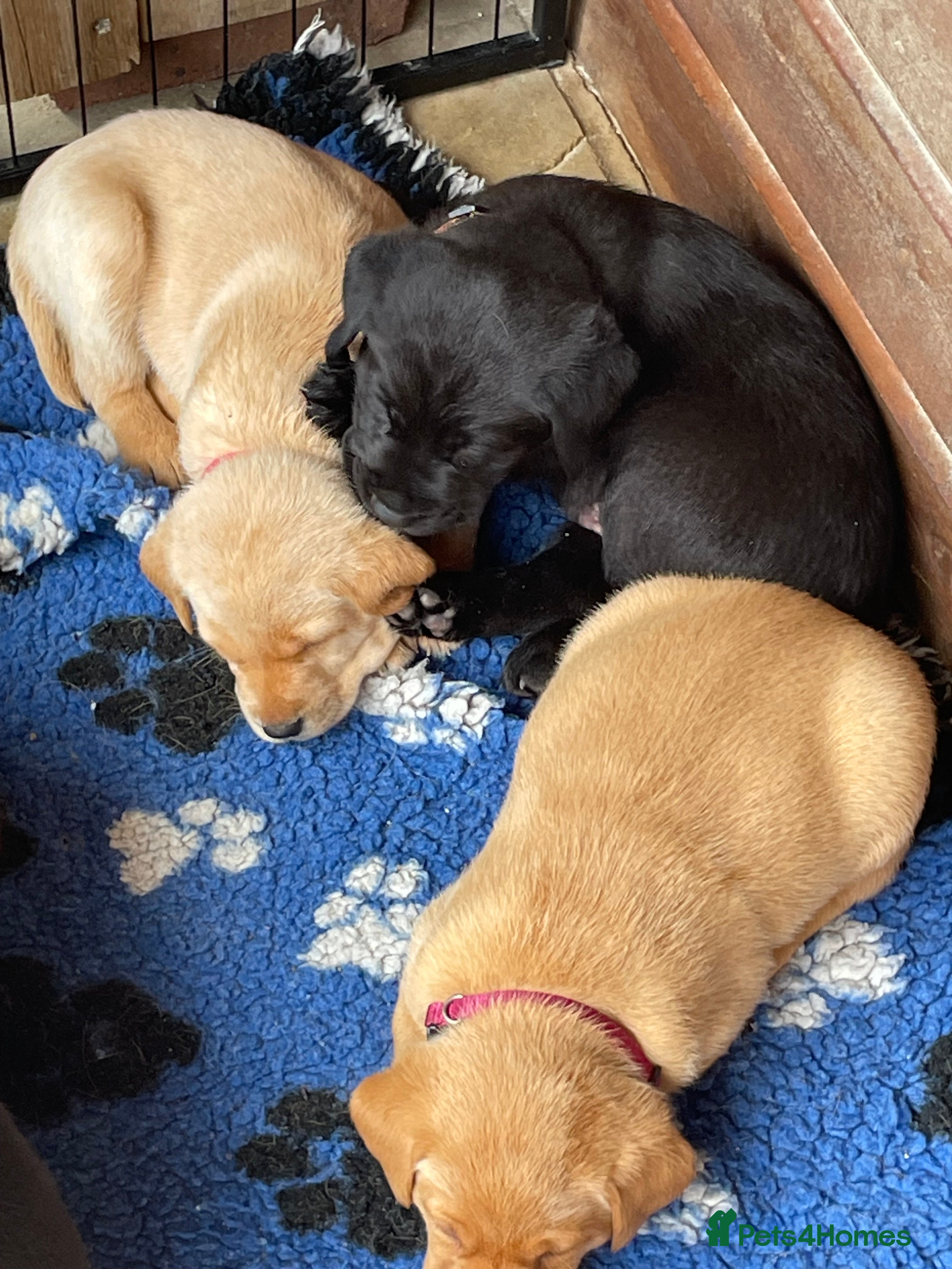 Labrador Retriever dogs KC Reg Labrador puppies  - Advert 2