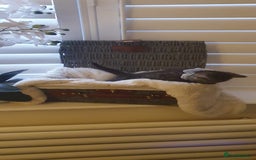 Scottish Fold cats for sale: 😻 Adorable Scottish Fold Kittens For Sale😻 - Image 24