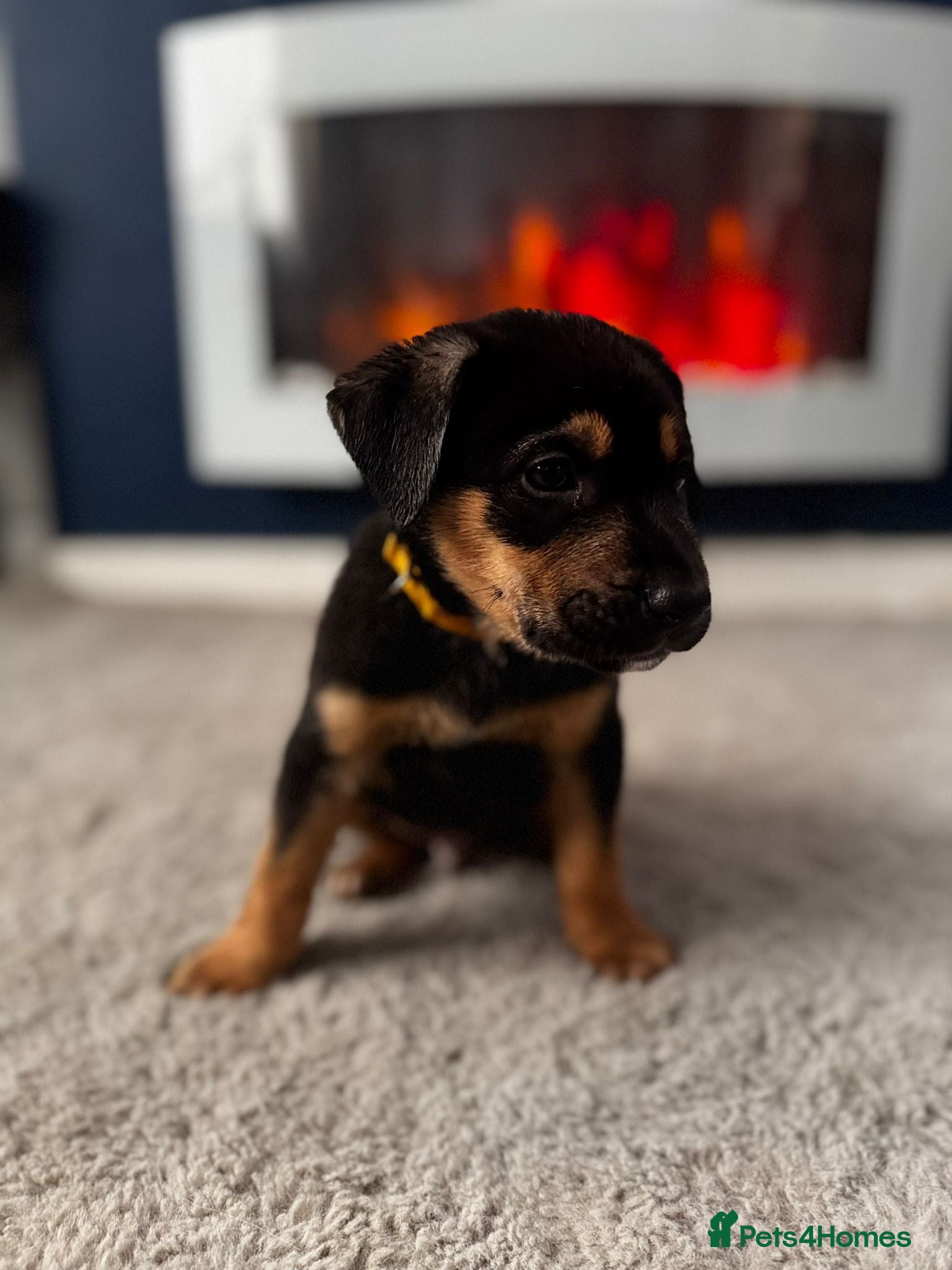 Mixed Breed dogs Staffy x belgian malinois  - Advert 15