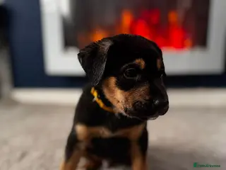 Mixed Breed dogs Staffy x belgian malinois - Advert 15