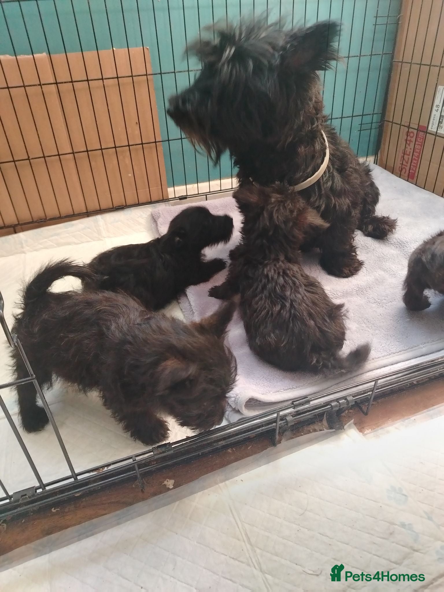 Scottish Terrier dogs Scottish terrier puppies available - Advert 1