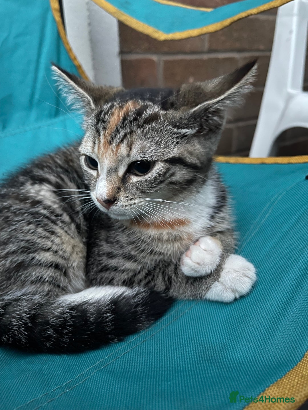 Mixed Breed cats for sale: FEMALE KITTEN - microchipped, flea&worm treated!  - Image 18