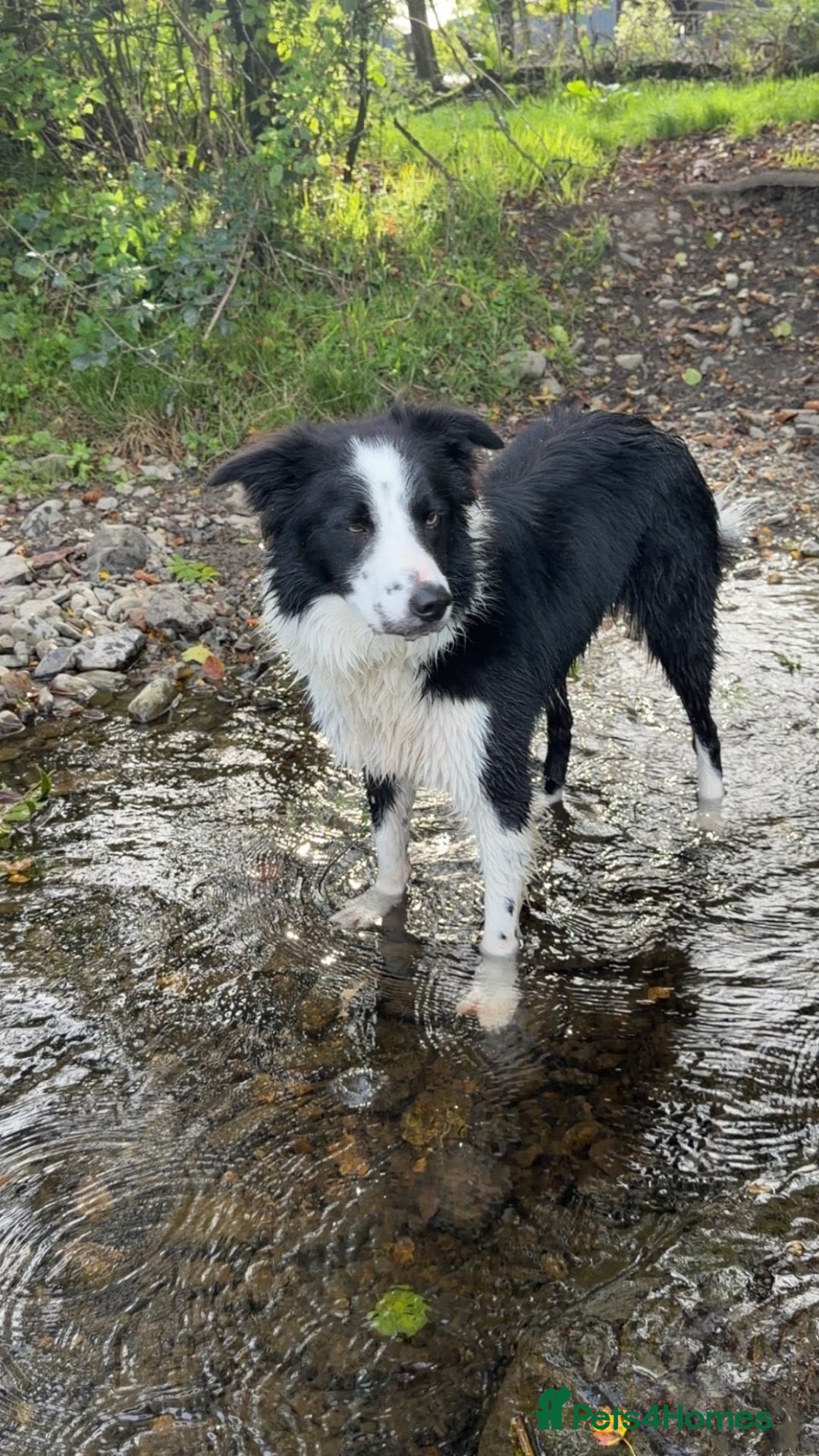 Border Collie dogs Doug  - Advert 1