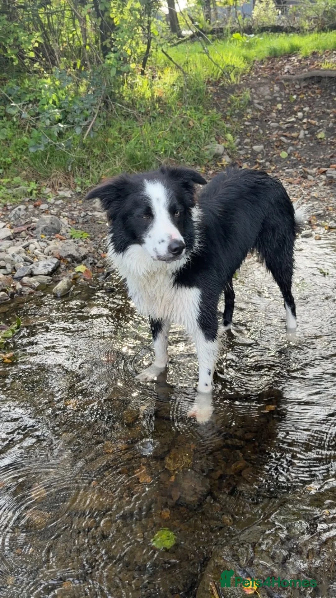 Border Collie dogs for sale: Doug  - Advert 1