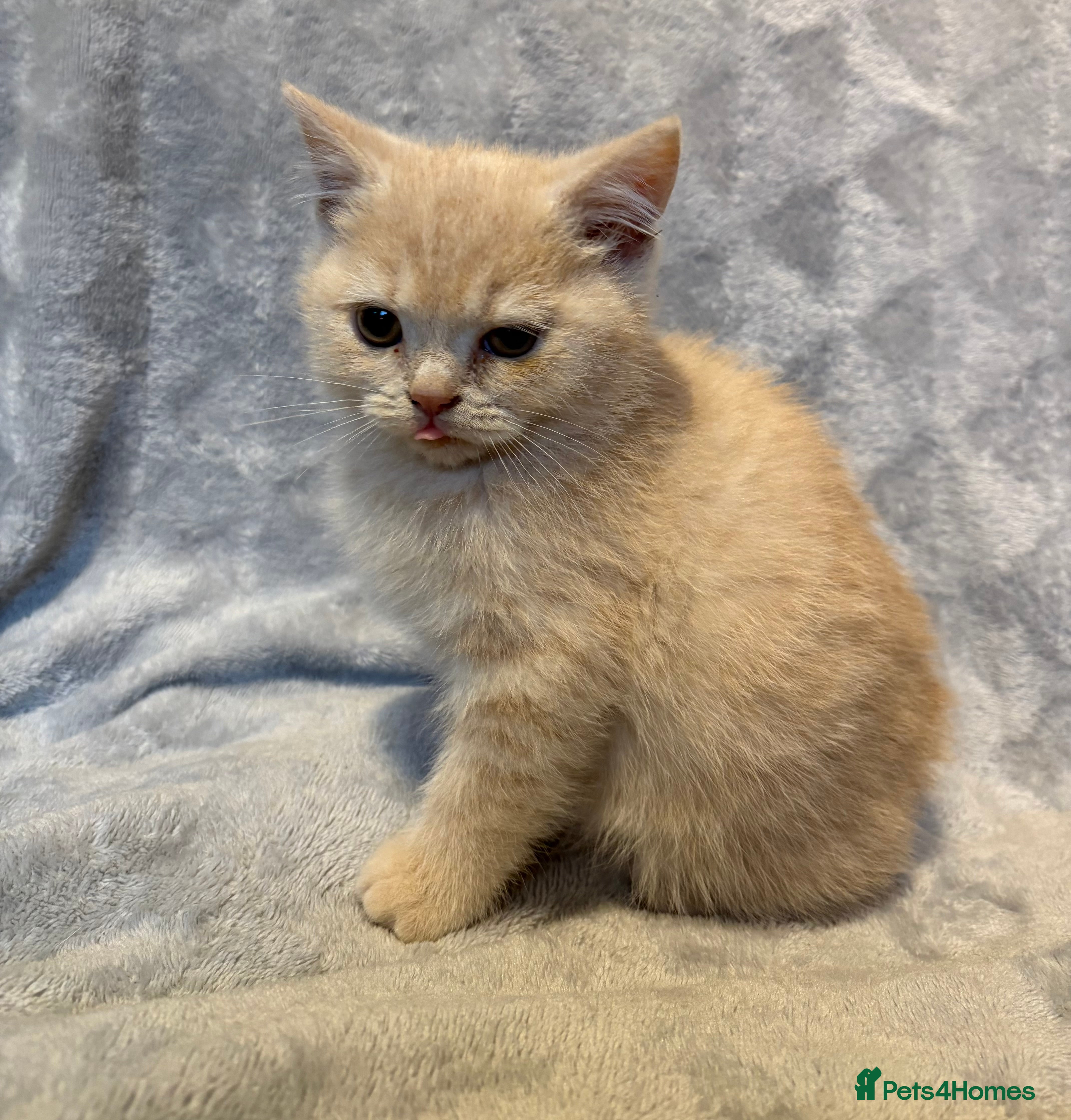 British Shorthair cats 4 boy BSH kittens ready to leave! - Advert 1