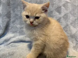 British Shorthair cats 4 boy BSH kittens ready to leave! - Advert 1
