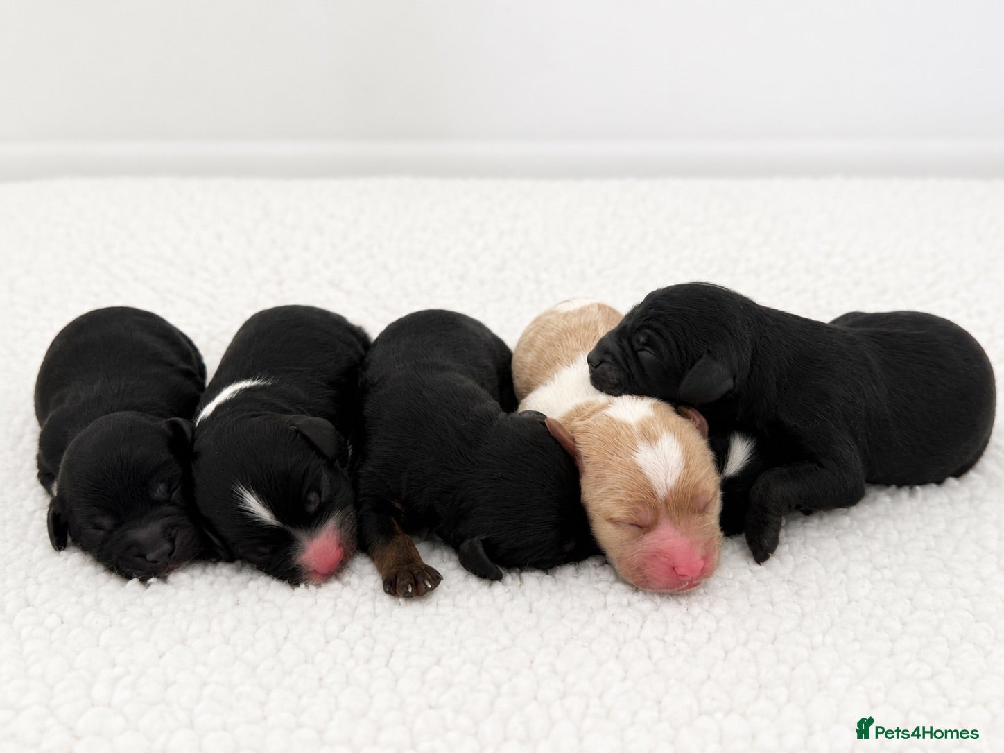 Cavapoo dogs 🧸F1  cavapoos – Ethical Licensed Breeder🧸 - Advert 1