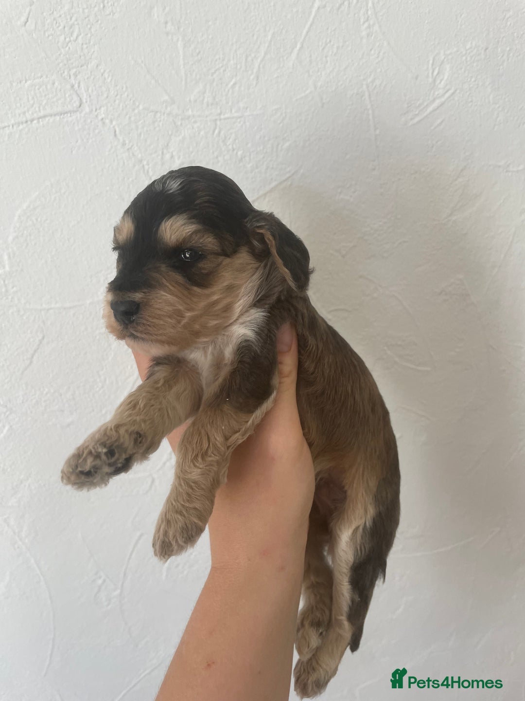 Cockapoo dogs for sale: ⭐️⭐️7 gorgeous toy cockapoo pups F1b ⭐️⭐️🧸 - Image 11