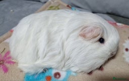 Guinea Pig rodents for sale: Two Stunning Sheltie Sows - Image 4