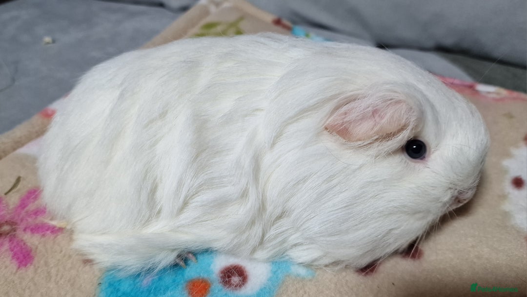 Guinea Pig rodents for sale: Two Stunning Sheltie Sows - Image 4